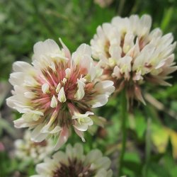 Hvidklver - kologisk