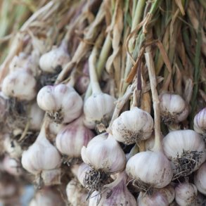 Sommerhvidl�g 'Morado'