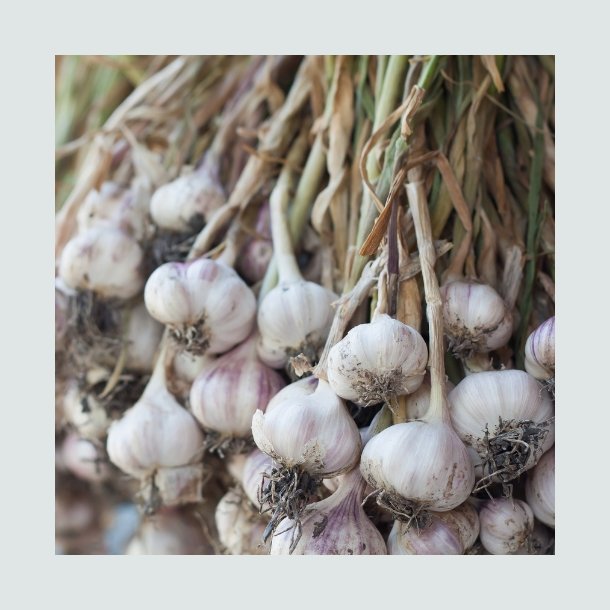 Sommerhvidl�g 'Morado'