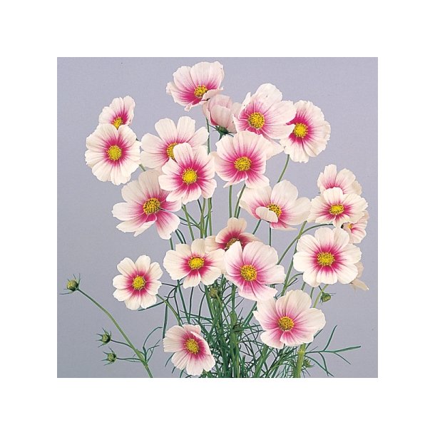 Cosmos 'Sweet Dreams'