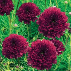 Cosmos 'Double Click Bonbon Cranberries'