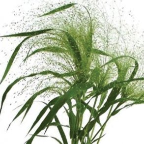 Prydgrs 'Frosted Explosion'