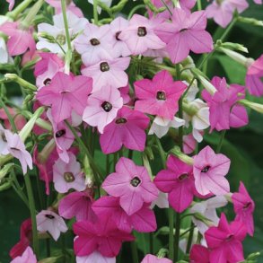 Prydtobak 'Whisper Mixed' F1