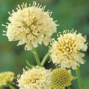 Enkeblomst 'Fata Morgana'