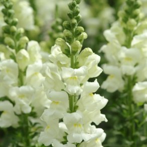 Lvemund 'Potomac Ivory White' F1