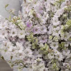 Ridderspore 'Fancy Smokey Eyes'