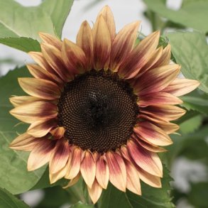 Solsikke 'Pro Cut Plum' F1