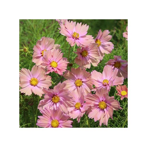 Cosmos 'Apricotta'