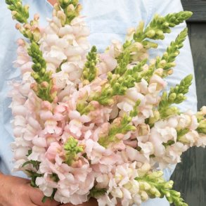 Lvemund 'Costa Silver' F1