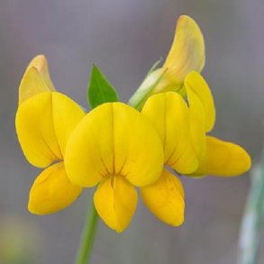 Kllingetand - kologisk