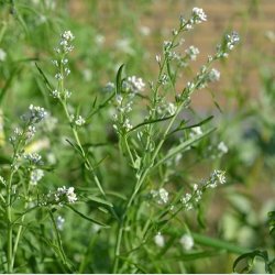 Havekarse 'Cressida' - kologisk