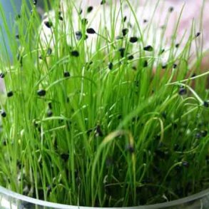 Spirer - Kinesisk Purlg kologisk