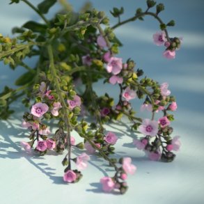 Kinesisk hundetunge 'Mystery Rose'