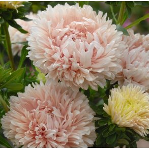 Sommerasters  'King Size Apricot'