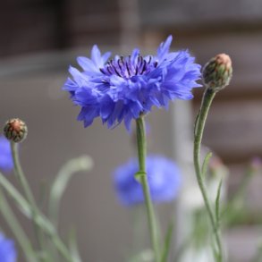 Kornblomst 'Bl' - XL