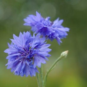 Kornblomst 'Bl' - kologisk