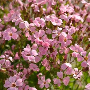 Konellike 'Rosa'- kologisk