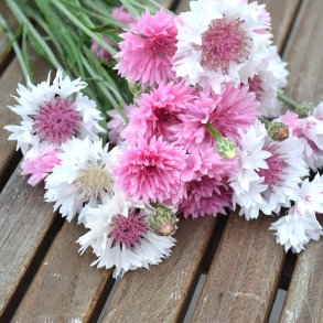 Kornblomst 'Classic Romantic'