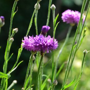 Kornblomst 'Ball Mauve ' - XL