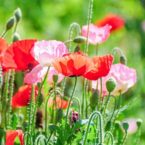 Kornvalmue Mix - kologisk