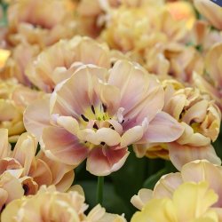Tulipan 'La Belle Epoque'