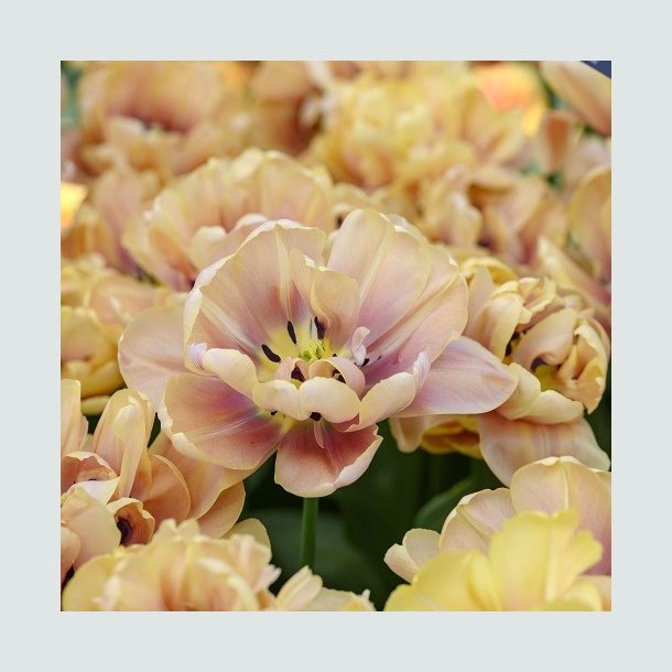 Tulipan 'La Belle Epoque'