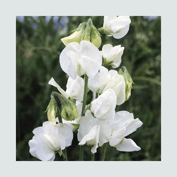 rteblomst 'Royal White'