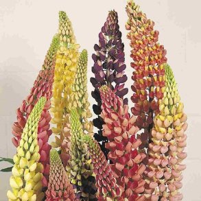 Staudelupin 'Russell Mix' - XL