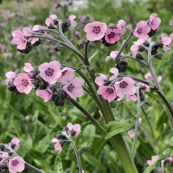 Kinesisk hundetunge 'Mystery Rose'