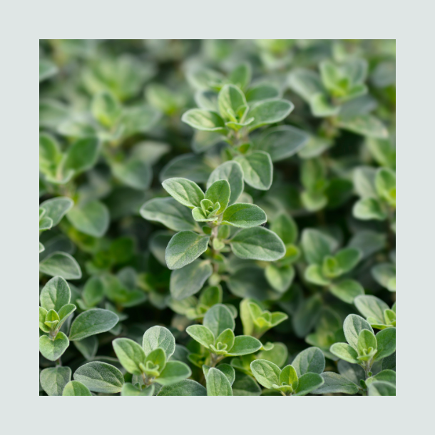 Havemerian - �kologisk