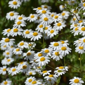 Matrem 'Million Blooms'- XL