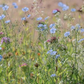 Covercrop Mix - kologisk