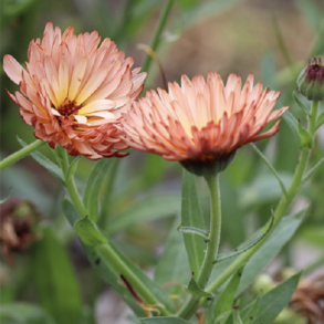 Bi - Og Sommerfugleblomster Til Dem Med De Små Vinger