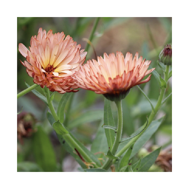 Morgenfrue 'Orange Flash'