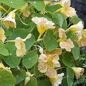 Tallerkensmkker 'Pink Blush'