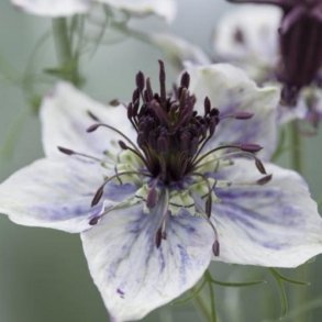 Nigella 'Delft Blue'