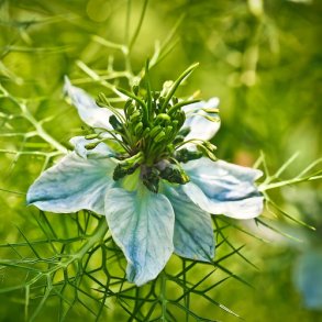Nigella sativa 