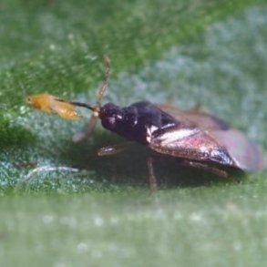 Orius rovt�ger � mod trips 