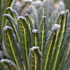 Palmekl 'Nero di Toscana' - kologisk