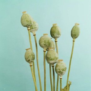 Opiumsvalmue 'Bowling Ball' 