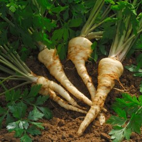 Persillerod  'Halflange' - kologisk