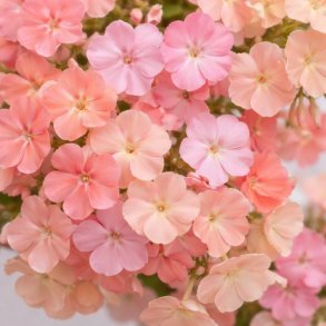 Sommerfloks 'Salmon Pink' - XL