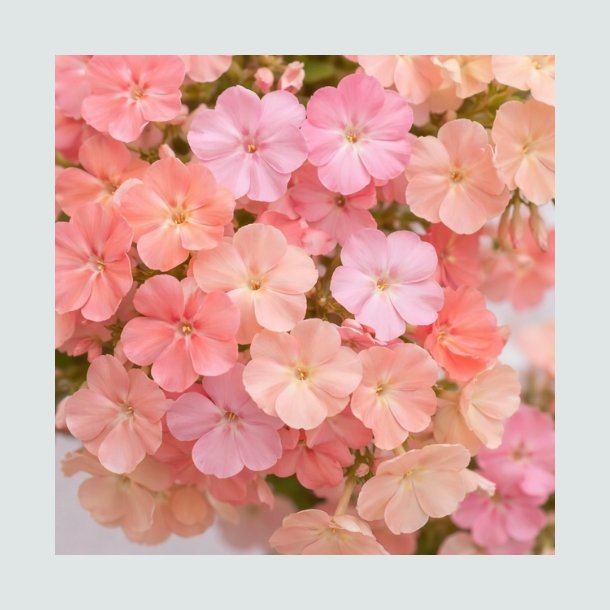 Sommerfloks 'Salmon Pink' - XL