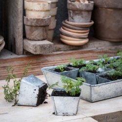 Vandingsbakke med "seed pots" - 30 stk