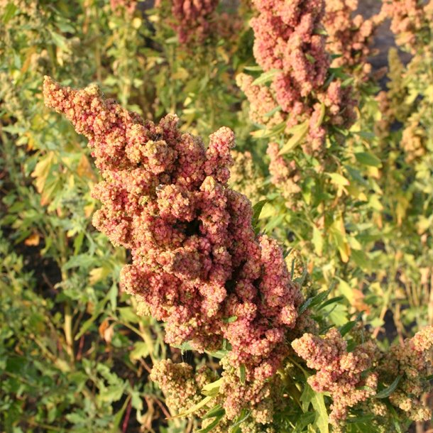 Quinoa - kologisk