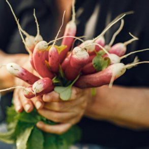 Radise 'French Breakfast'  - �kologisk