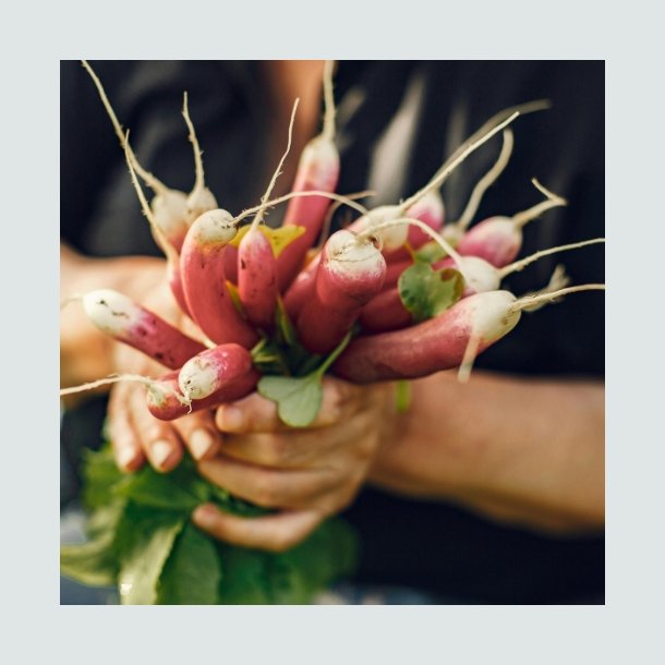 Radise 'French Breakfast'  - �kologisk