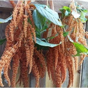 Amarant 'Hot Biscuits'