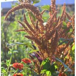 Amarant 'Hot Biscuits'