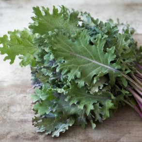 Bladkl 'Red Russian' - kologisk